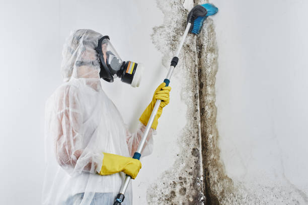 Best Professional Mold Removal  in Rincon Valley, AZ