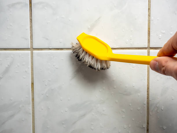 Best Toxic Mold Removal  in Rincon Valley, AZ