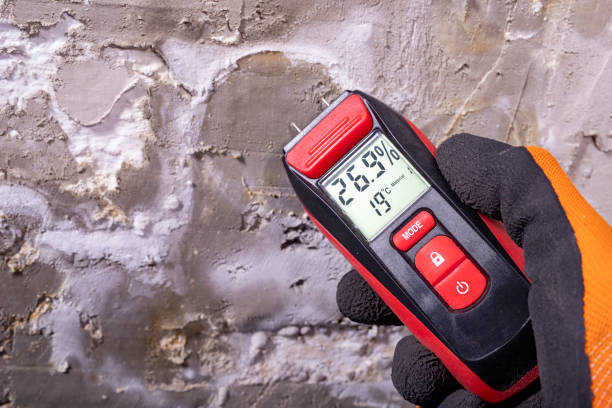 Best Residential Mold Removal  in Rincon Valley, AZ