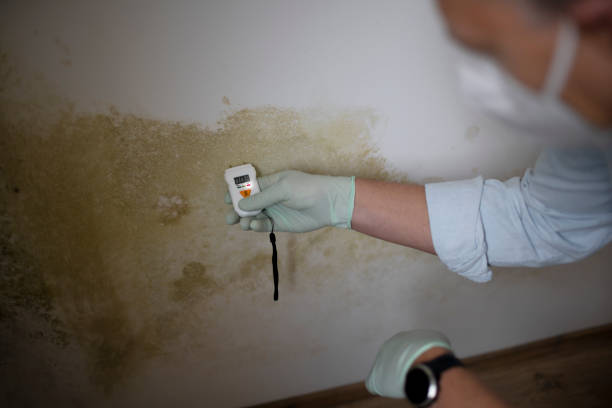 Best Mold Testing  in Rincon Valley, AZ