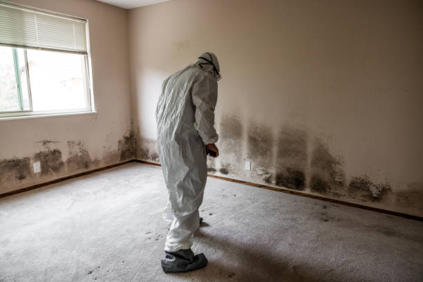 Best Residential Mold Removal  in Rincon Valley, AZ
