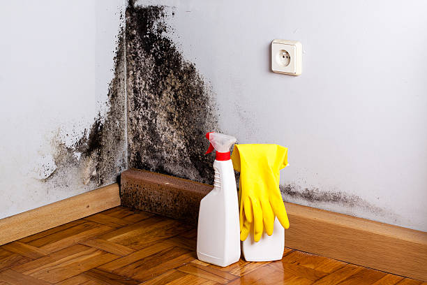 Best Mold Cleaning Services  in Rincon Valley, AZ