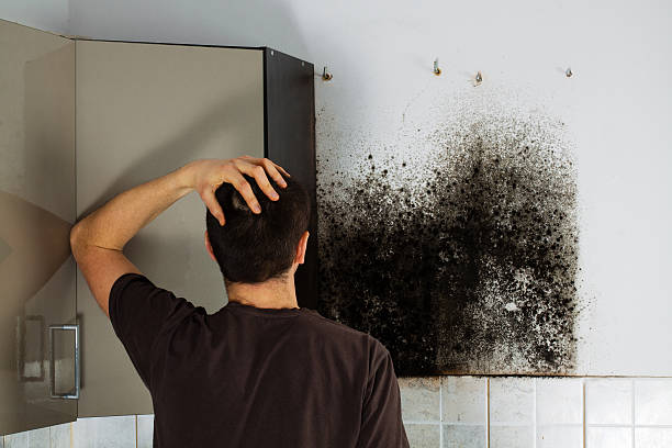 Best Office Mold Removal Services  in Rincon Valley, AZ