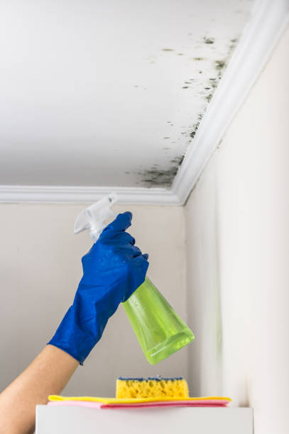 Best Certified Mold Removal  in Rincon Valley, AZ